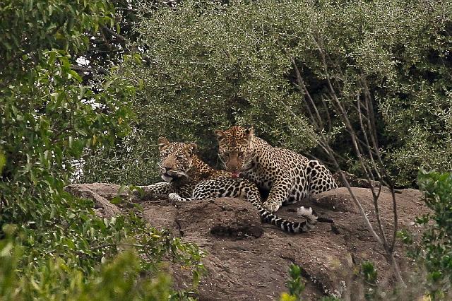 036 Kenia, Masai Mara, luipaarden.jpg